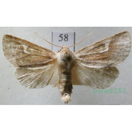 Phragmatiphila nexa (Hübner, 1808) Czech58